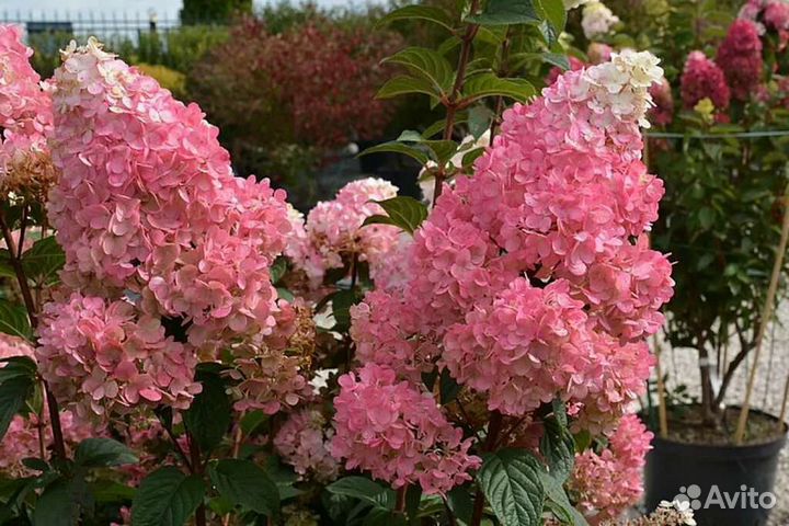 Гортензия Сандей фрайз