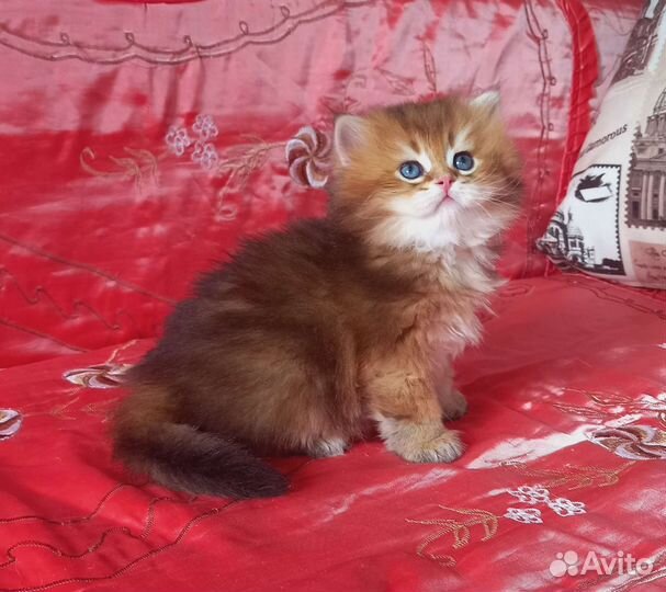 Британский принц