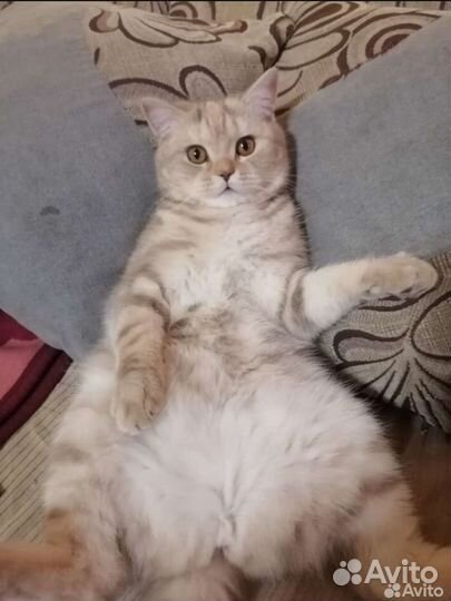 Передержка животных