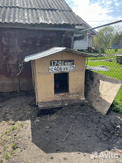 Будка для собаки бу утепленная