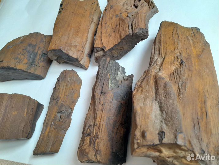 Окаменелое дерево