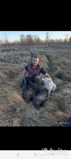 Барсучий жир от охотника