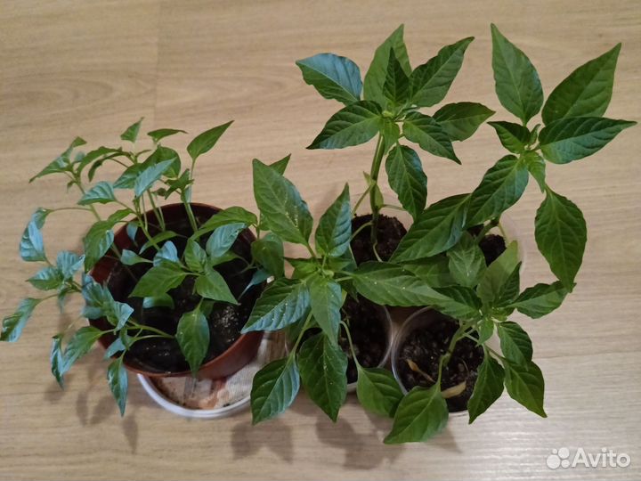 Рассада острого перца чили