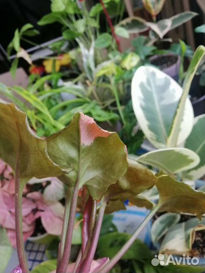 Сингониум клубничный лед