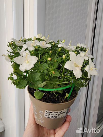 Кампанула белая. (Невеста)