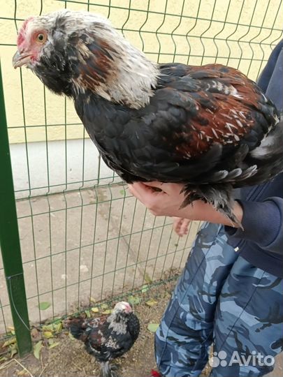Петушки породы фавероль