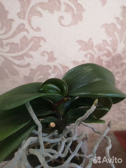 Орхидея фаленопсис