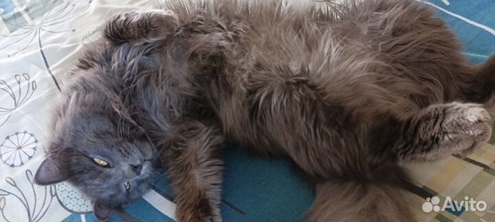 Отдам кота в добрые руки