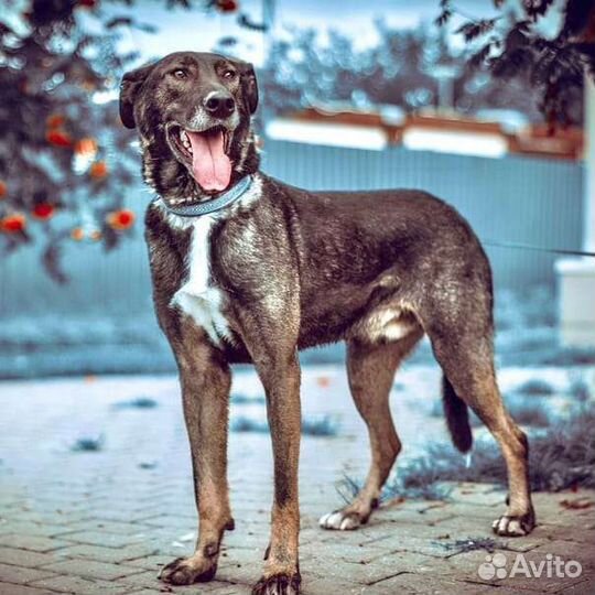 Собака в добрые руки