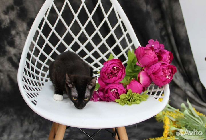 Котенок в белых носочках