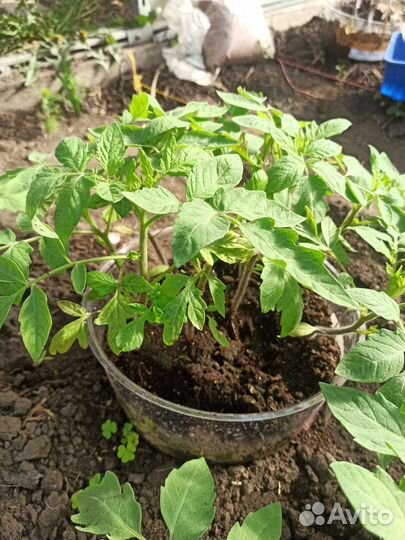 Рассада помидор