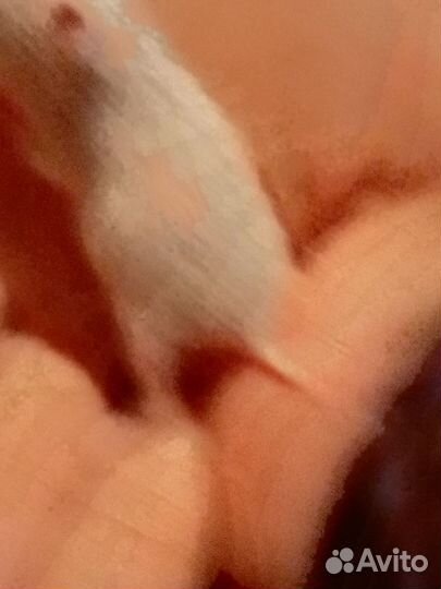 Джунгарский хомяк