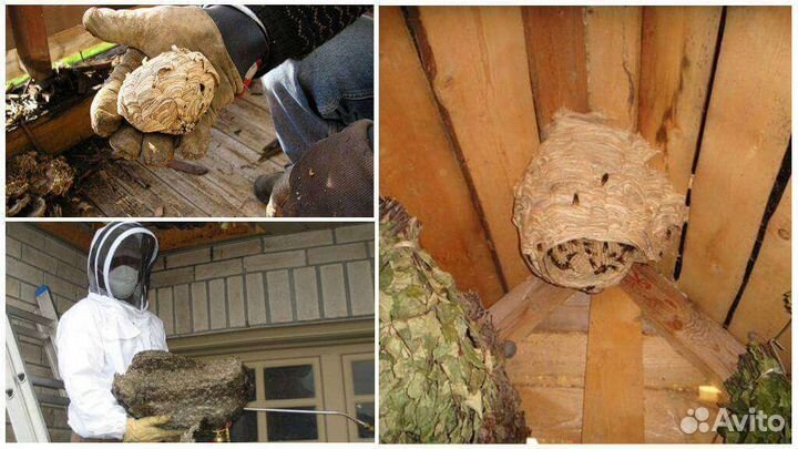 Барнаул Уничтожение Комары Мошка Клопы Тараканы