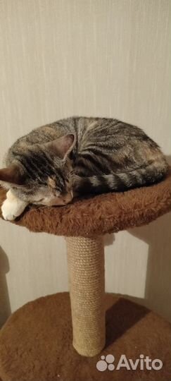 Кошка в дар бесплатно