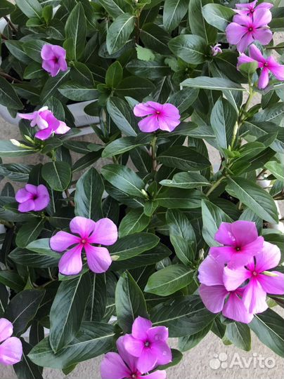 Катарантус