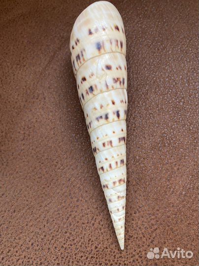 Морская раковина