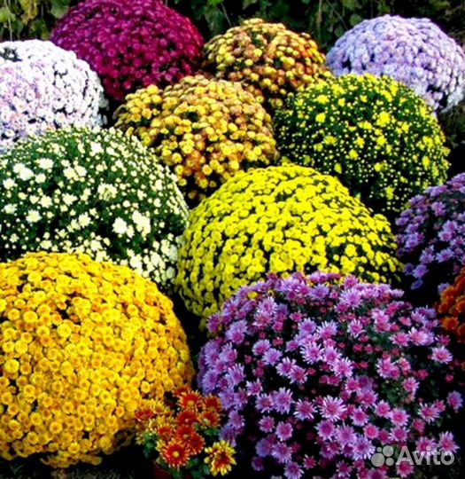 Хризантема мультифлора (черенок)