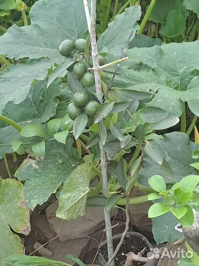 Саженцы мандарина