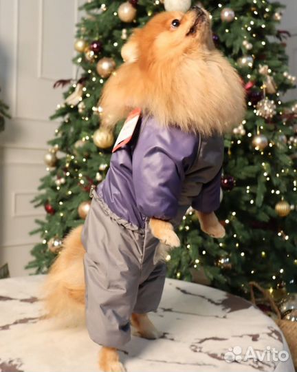 Одежда для собак