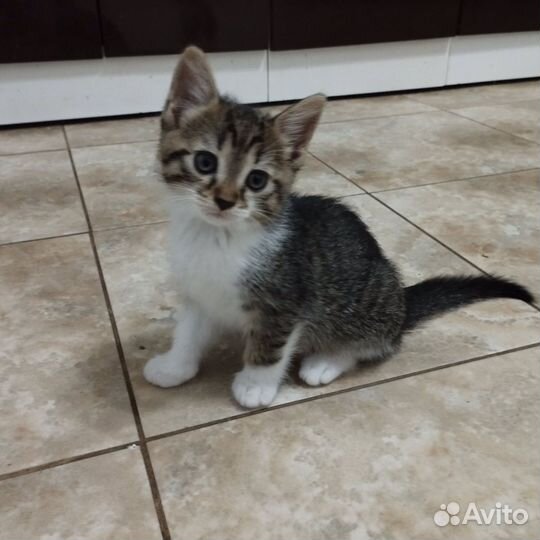 Британская кошка в дар