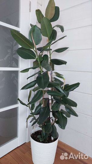 Фикус каучуконосный (эластика)