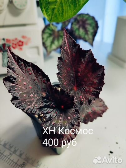 Бегонии сортовые