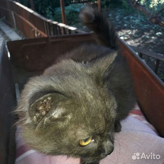 Кошка в дар бесплатно