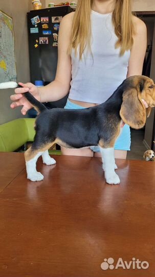 Биглюши плюшевые уши