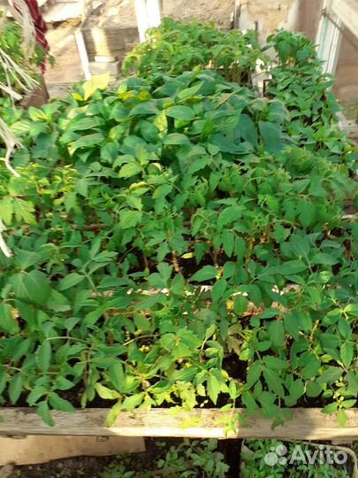 Рассада помидор и перцев