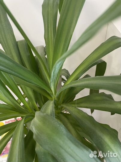 Юкка пальма