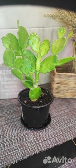 Кактус опунция