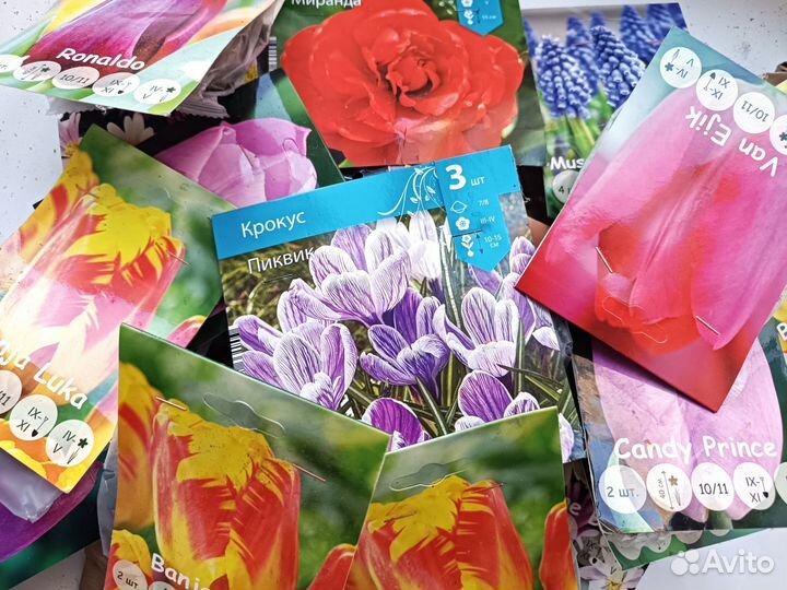 Луковицы тюльпанов