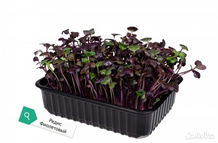 Микрозелень