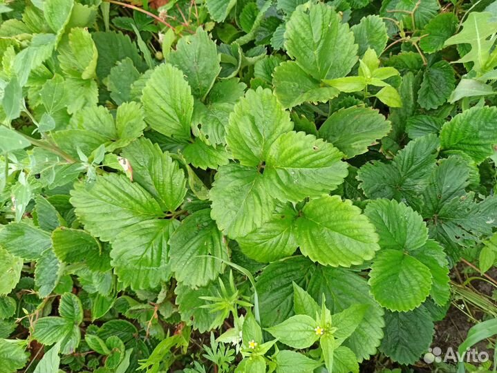 Клубника крупнопл. Максим и др растения для сада