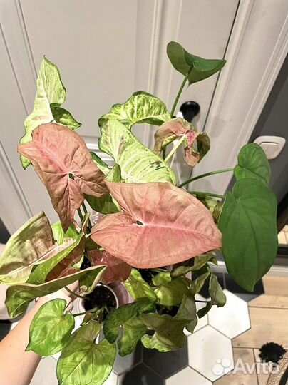 Сингониумы сортовые