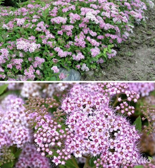 Спирея японская Литл Принцесс