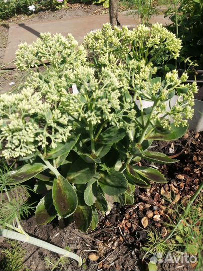 Очиток видный