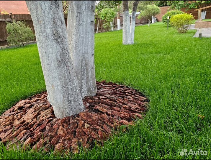 Рулонный газон с укладкой Элитный