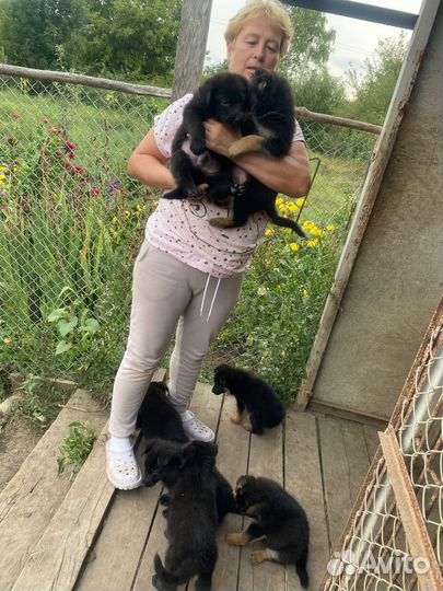Щенки немецкой овчарки