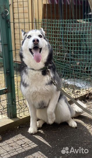 Отдам бесплатно животные собаки