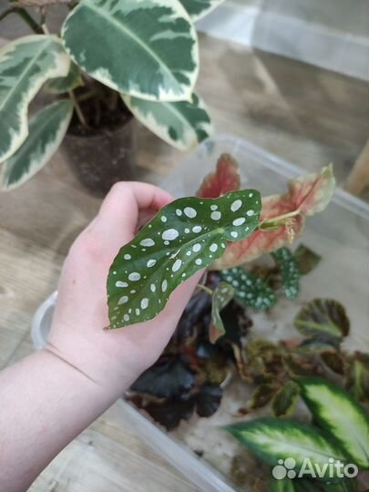 Бегония макулата