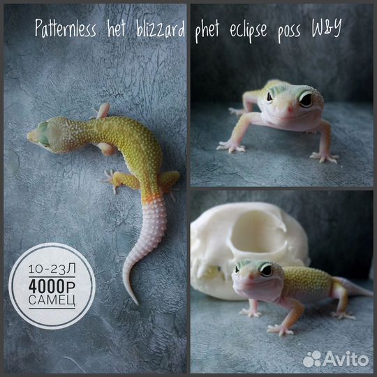 Эублефары 2023