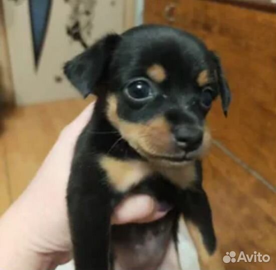 Мини той-терьер