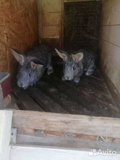 Кролики разных возрастов для разведения, а также м