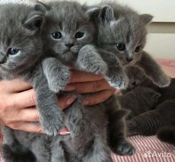 Британские кошечки в добрые руки