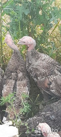 Индюки самцы