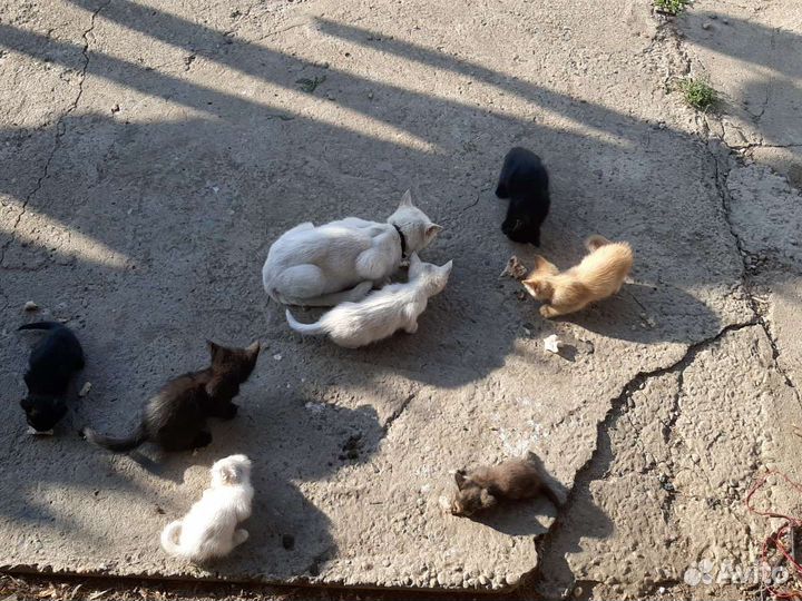 Котята в добрые руки