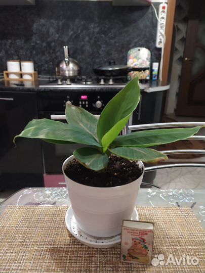 Банан карликовый Кавендиш