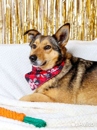 Небольшая скромная Ася ищет дом