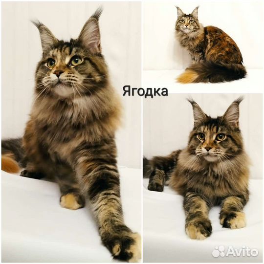 Мейн-кун N/N сертификат, Ягодка, f22